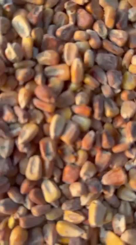 ذرت درجه 2|عمده‌فروشی|اصفهان, باغ زرشک|دیوار