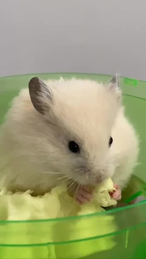 همستر|موش و خرگوش|بجنورد, |دیوار