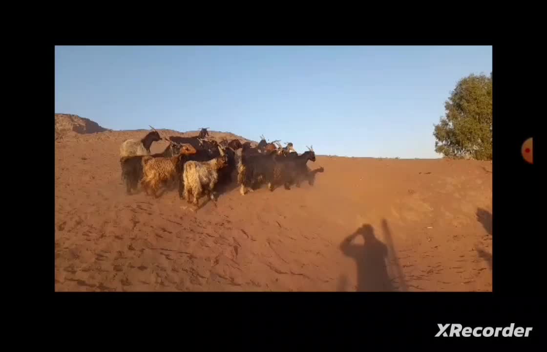 بز و بزغاله|حیوانات مزرعه|قنوات, |دیوار