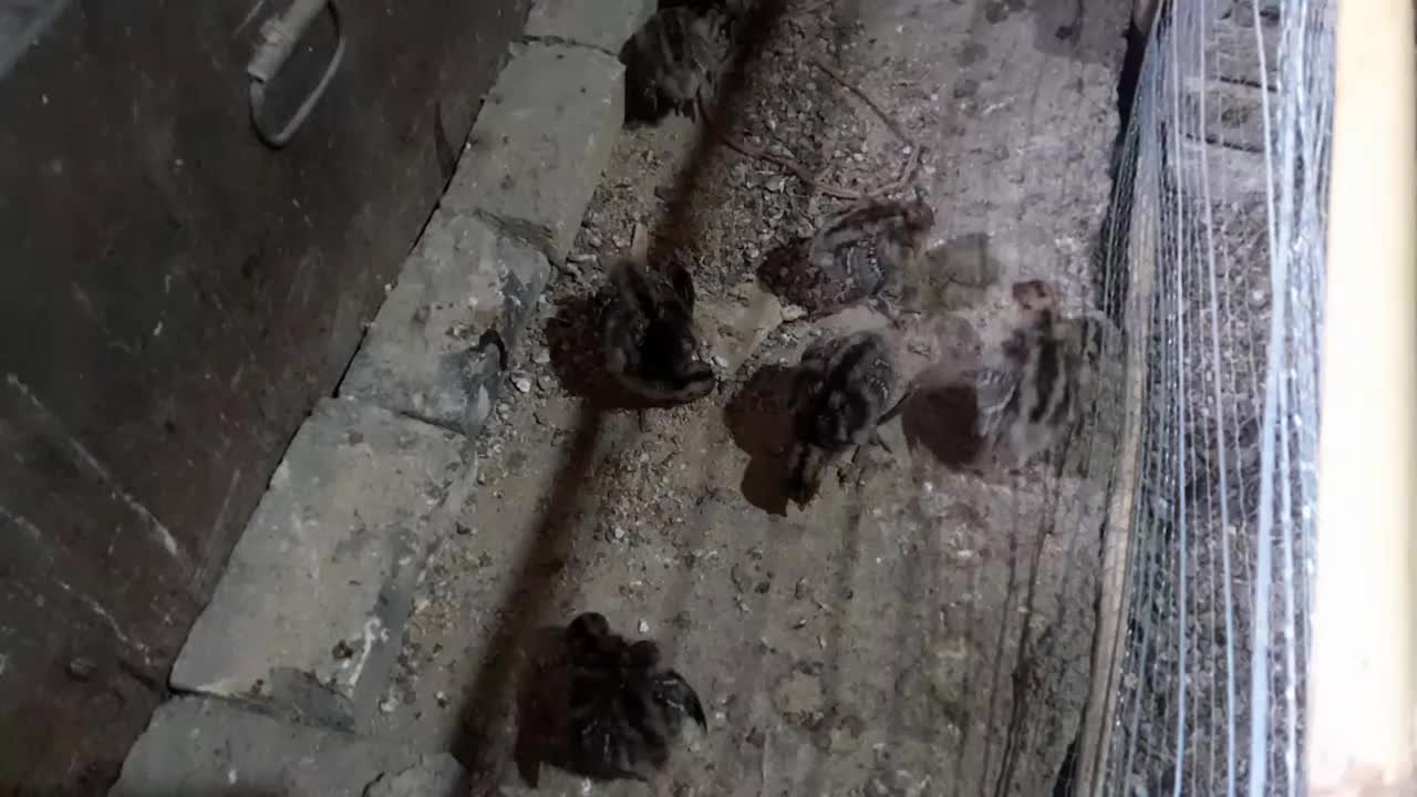 جوجه بوقلمون برنز|حیوانات مزرعه|گنبد کاووس, |دیوار