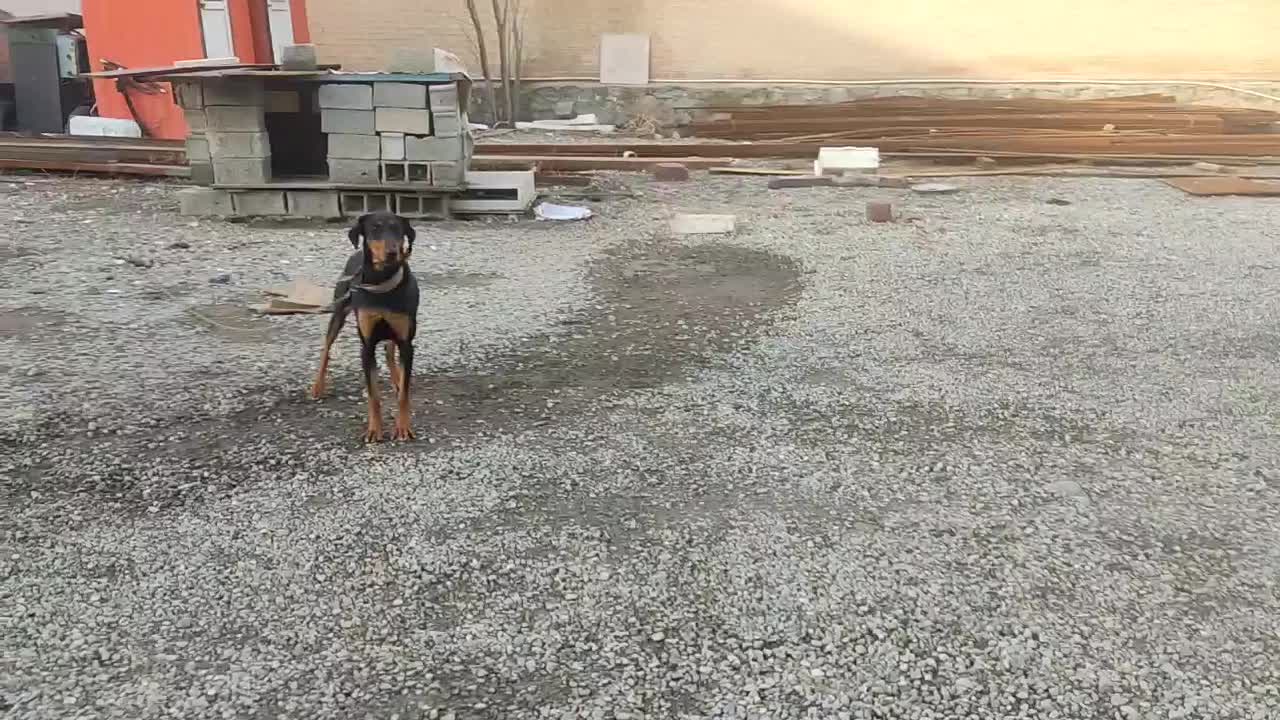 سگ دوبرمن|سگ|ماهدشت, |دیوار