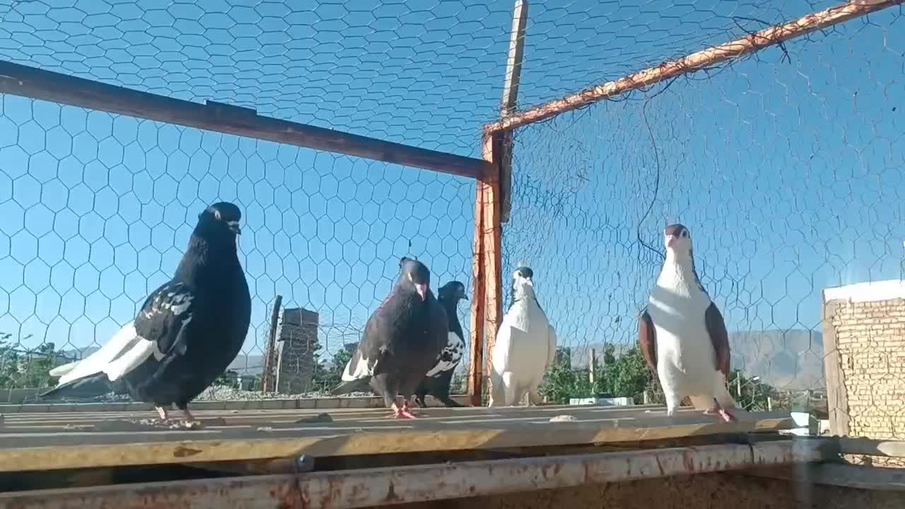 کبوتر|پرنده|شیراز, شهرک گلها|دیوار