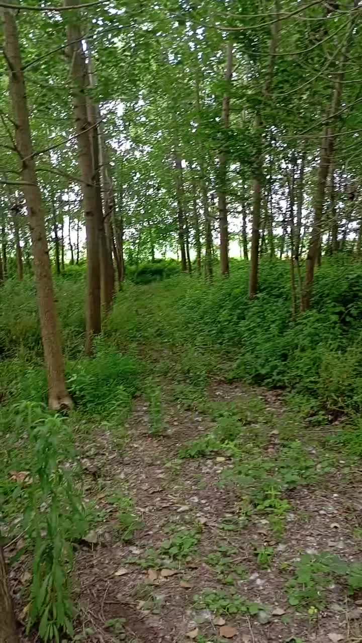 خرید انواع چوب صنوبر وجنگلی|خدمات باغبانی و درختکاری|لنگرود, |دیوار