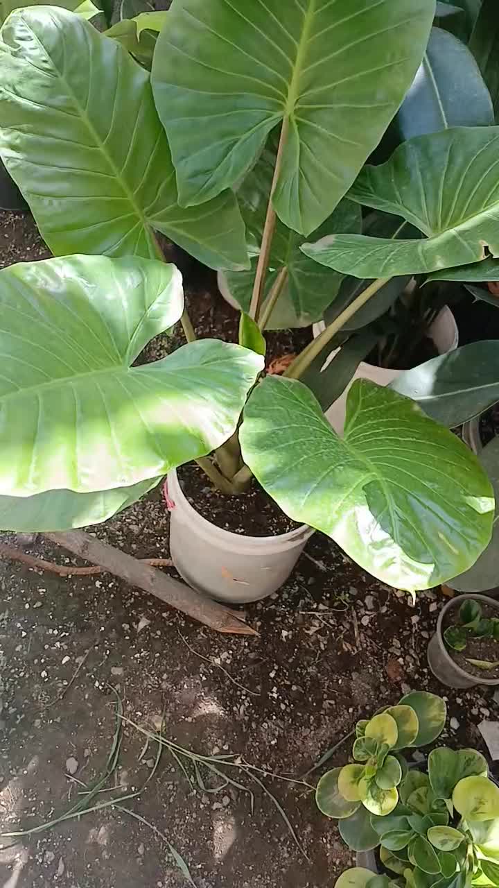 فروش فوق العاده گل بمناسبت روز مادر|گل و گیاه طبیعی|تالش, هشتپر|دیوار