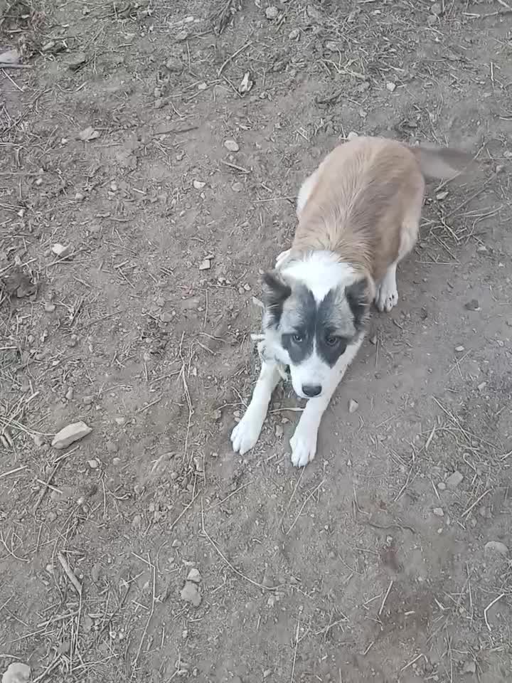 سگ محلی|سگ|شاهرود, |دیوار