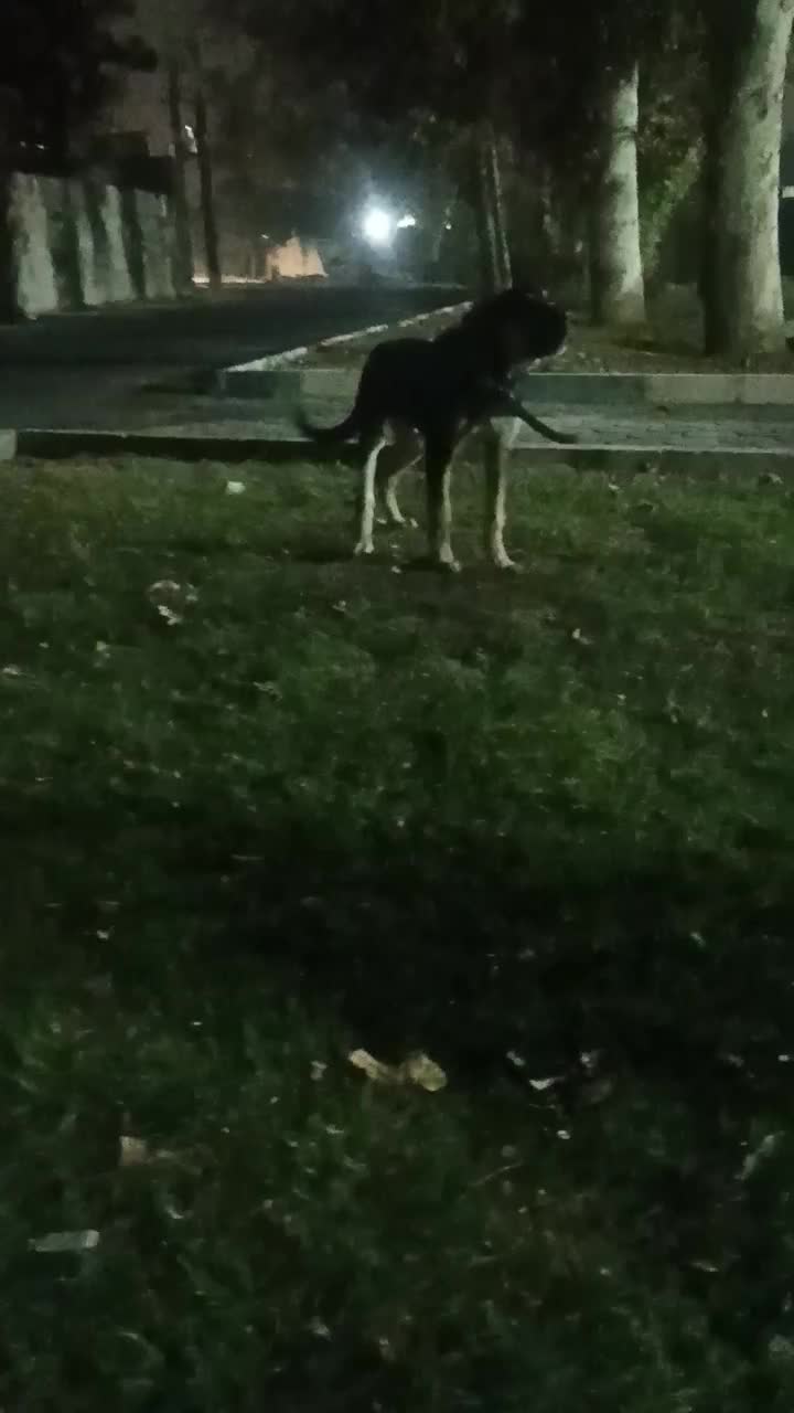 واگذاری توله عراقی|سگ|شهریار, شهریار|دیوار