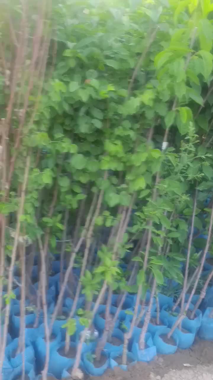 تعداد لیست نهال هجده اصله ای پک مناسب این فصل|خدمات باغبانی و درختکاری|تهران, افسریه شمالی|دیوار