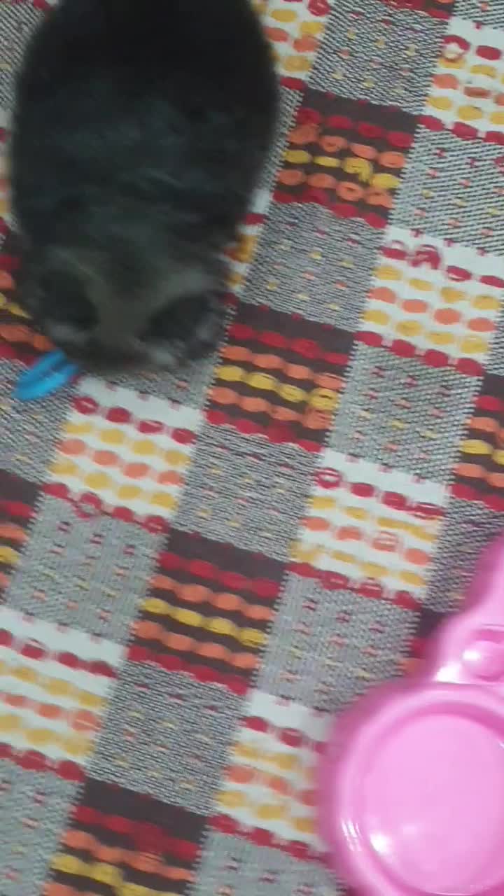 سگ پامرانین (واگذاری نیست )|سگ|تهران, سوهانک|دیوار