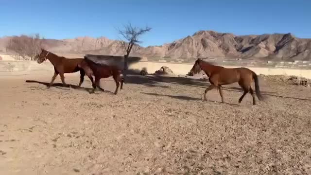 اسب ترکمن|اسب و تجهیزات اسبسواری|قائن, |دیوار