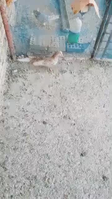 کوهی دمسفید کرم|پرنده|حمیدیه, |دیوار