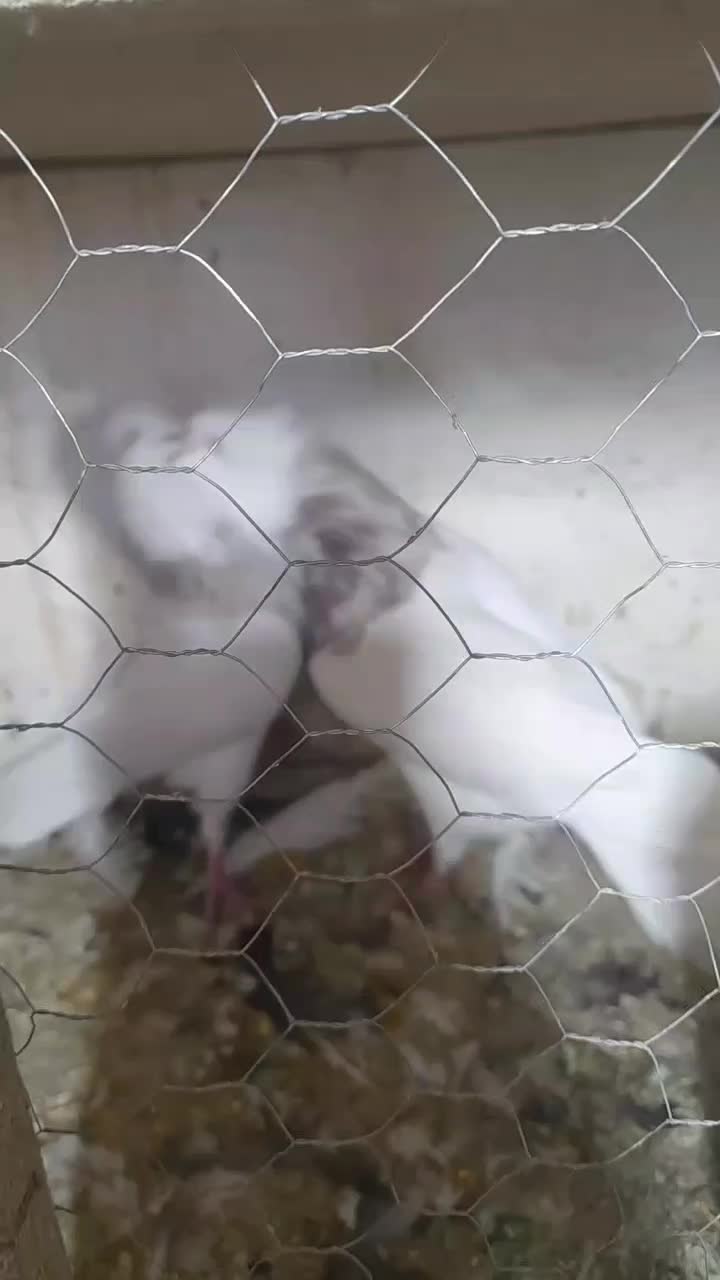 گم کردم کل|حیوانات|همدان, |دیوار