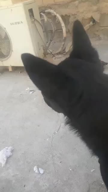 سگ نگهبانی ژرمن بلک کلاسیک|سگ|بندر ماهشهر, |دیوار