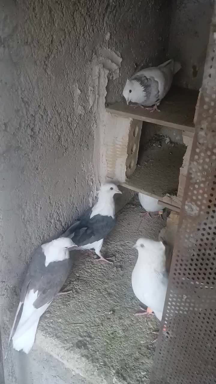 جفت دوکت یا پشتی جفت سفید اراکی با ی جوجه|پرنده|مرودشت, پشت سایپا‎|دیوار