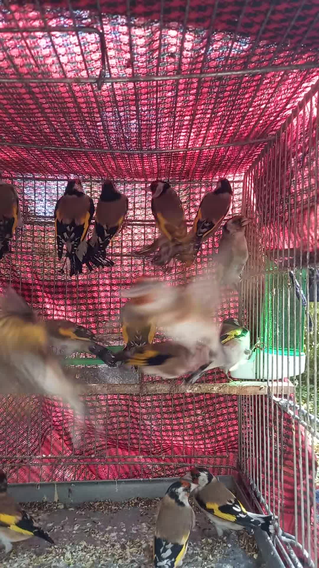 سهره باغملک چها گل و خال حلب|پرنده|اهواز, ۲۴ متری|دیوار