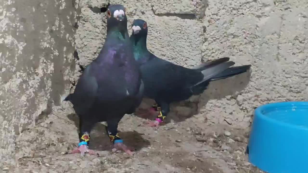 نروماده درجه یک|پرنده|برازجان, |دیوار