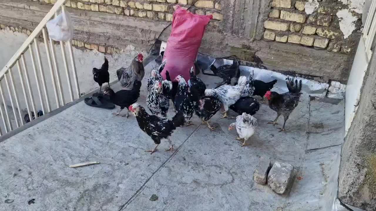 تخم مرغ گلین|حیوانات مزرعه|لنجان, |دیوار