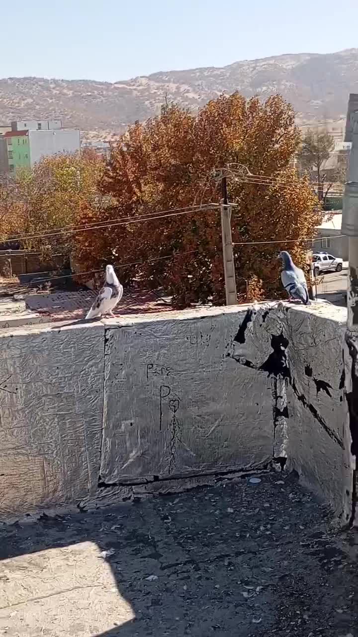 پرنده|پرنده|یاسوج, |دیوار