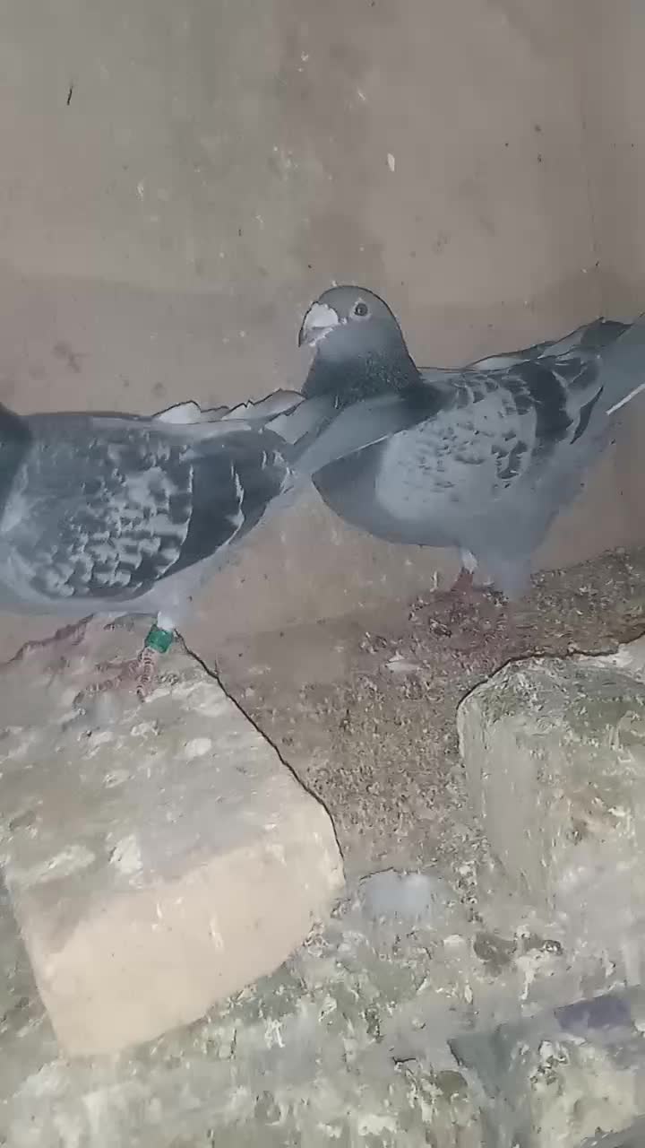 کفتر جفتگاه|پرنده|مشهد, فرخد|دیوار