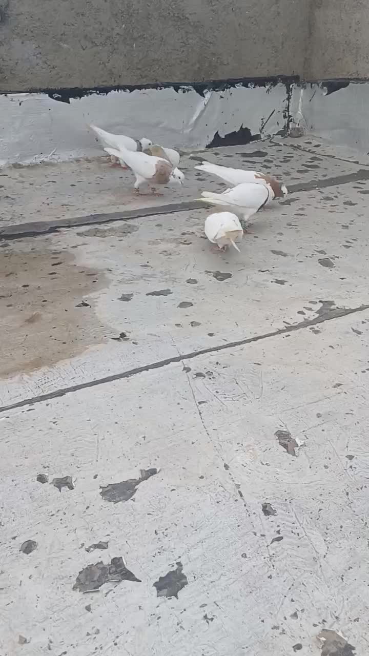 کیوتر|پرنده|قزوین, |دیوار