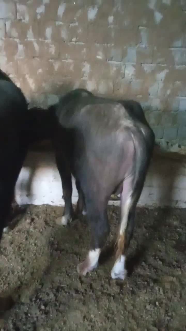 فروش چهار راس گوساله گاومیش نرو ماده|حیوانات مزرعه|محمدبار, |دیوار