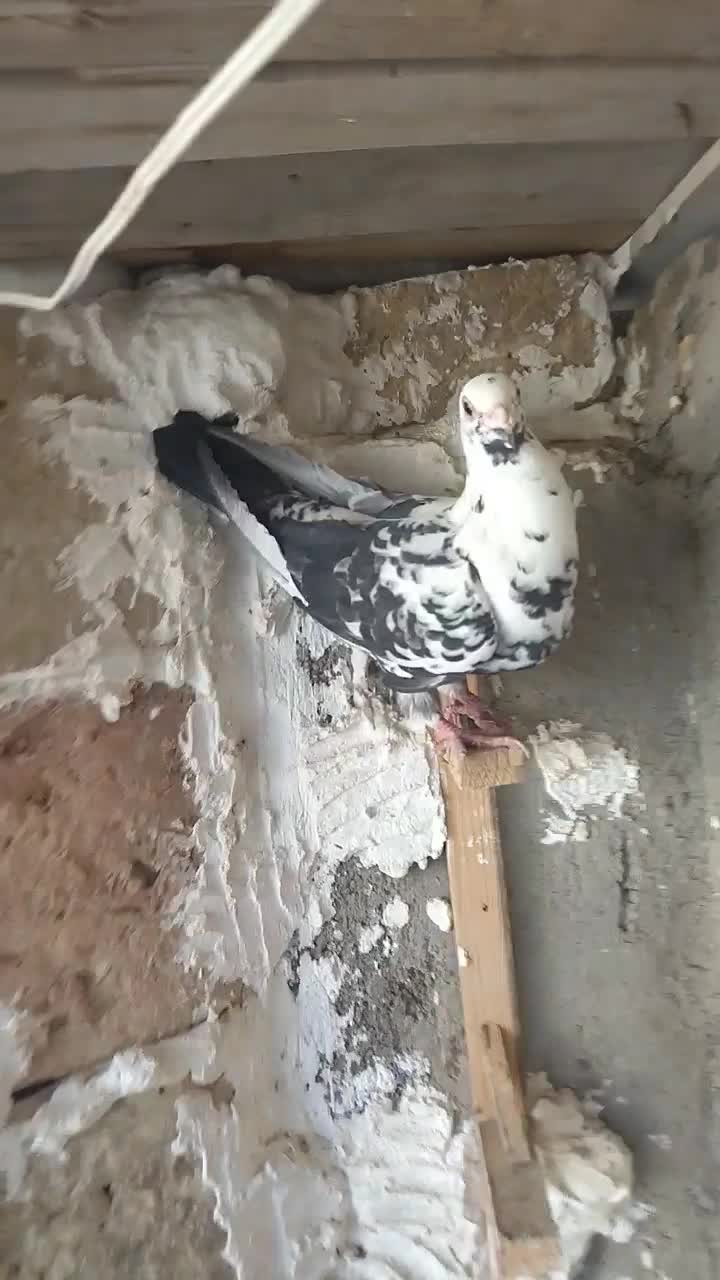 سوسکی سیاه|پرنده|بجنورد, |دیوار