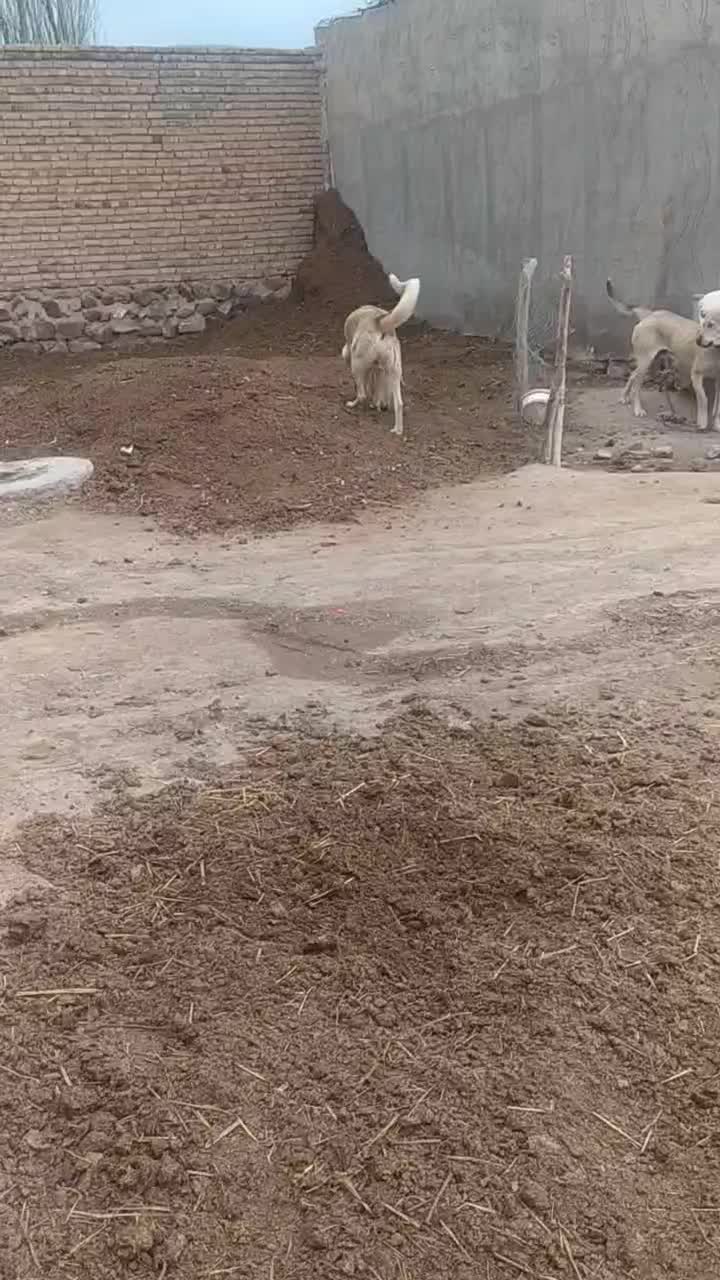 سگ‌....|سگ|سراب, |دیوار