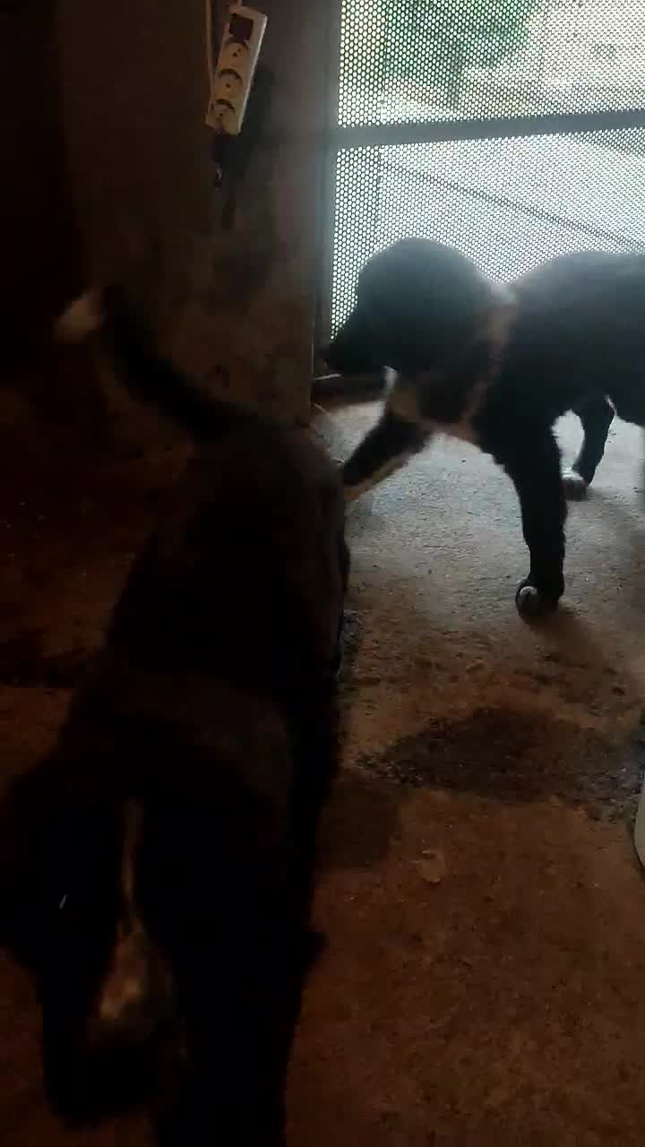 واگذاری سگ قدرجونی ماده|سگ|صومعه‌سرا, |دیوار