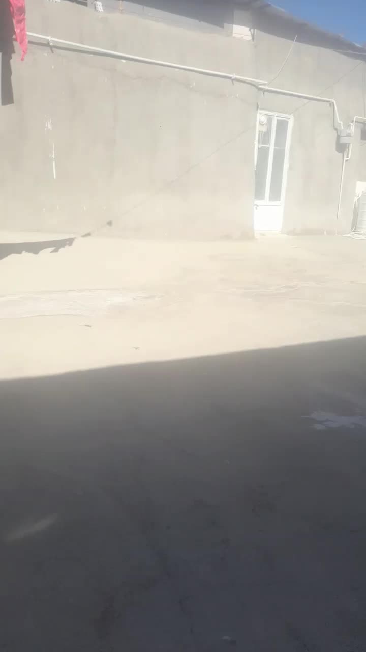 سگ رایگان|سگ|فرمهین, |دیوار