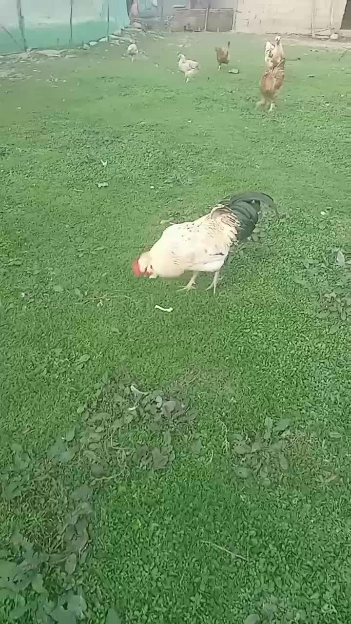 مرغ همچی تموم|حیوانات مزرعه|احمدسرگوراب, |دیوار
