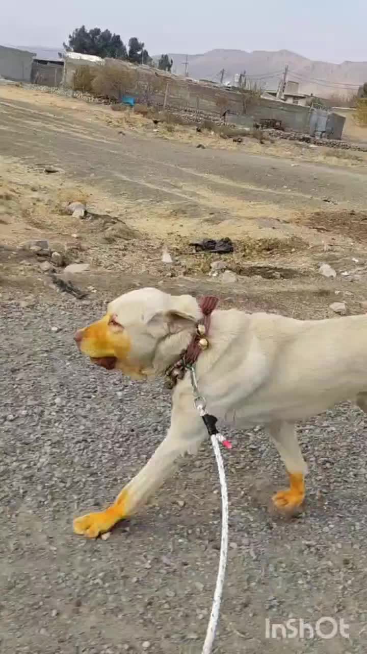 سگ پژدر نر|سگ|صحنه, |دیوار