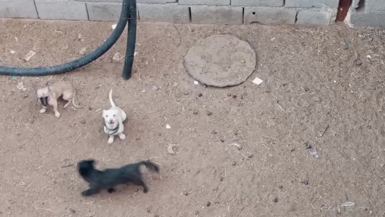 سگ شیواوا|سگ|فهرج, |دیوار