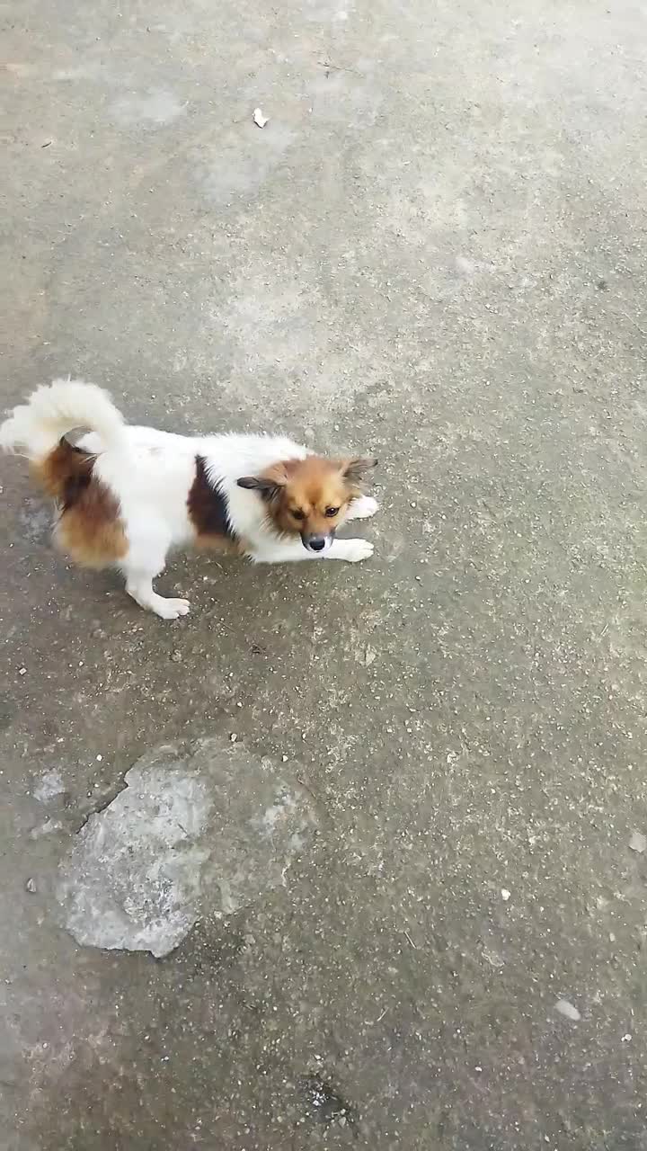 سگای زیبا|سگ|تولم شهر, |دیوار