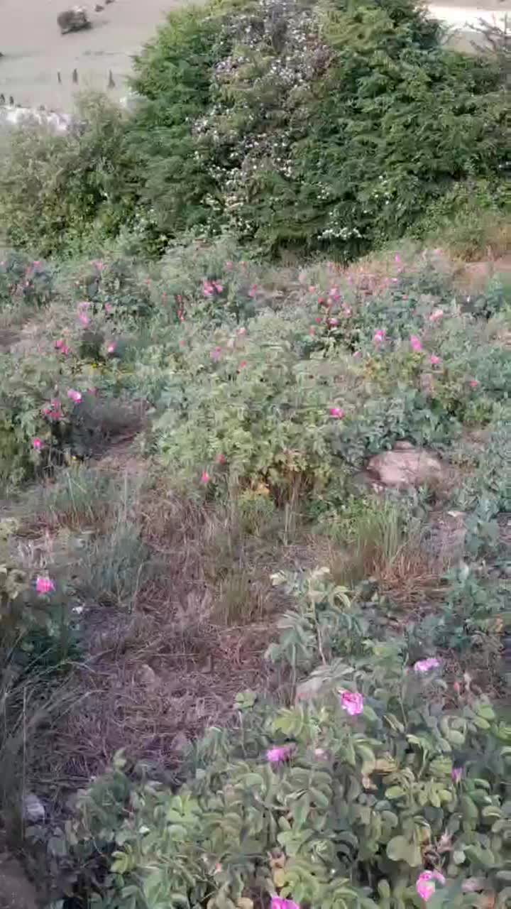 نهال سه ساله گل محمدی|گل و گیاه طبیعی|کلاردشت, |دیوار