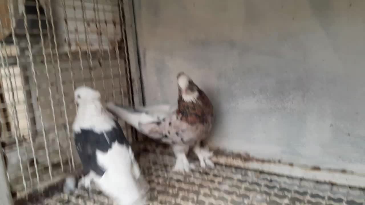 کبوتر هما وپشت سیاه خال زرد|پرنده|کهریزک, |دیوار