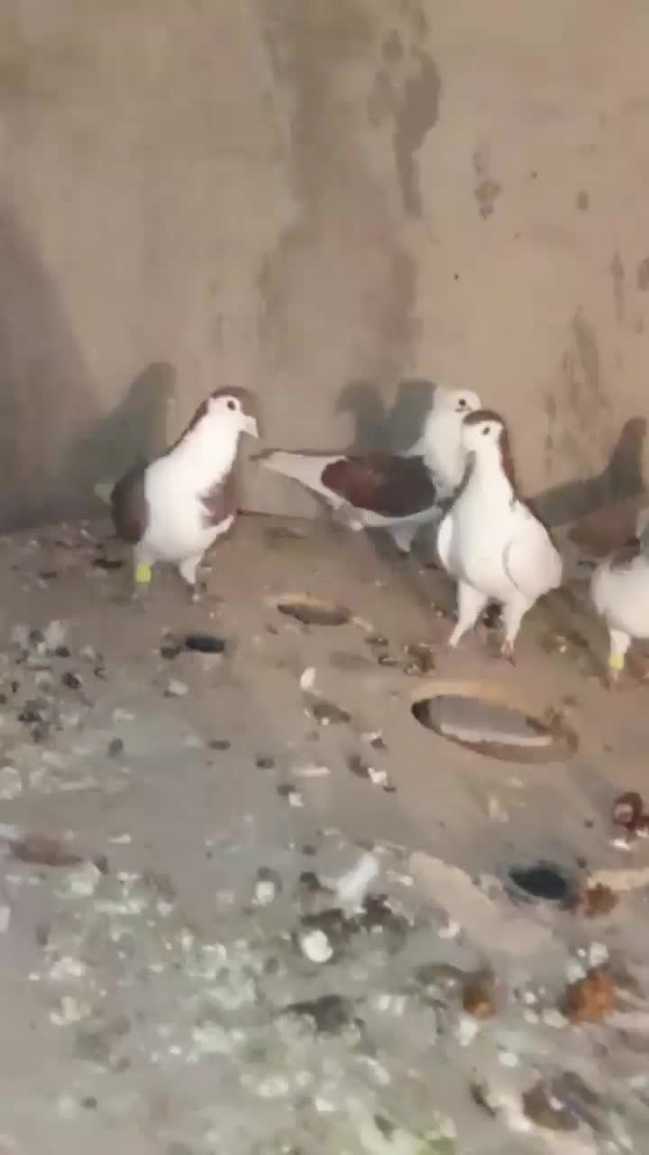 کفتر رنگی چادری|پرنده|صفادشت, |دیوار