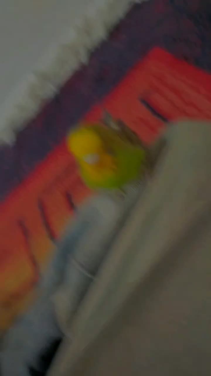 مرغ عشق|پرنده|مرودشت, مسکن مهرگان|دیوار