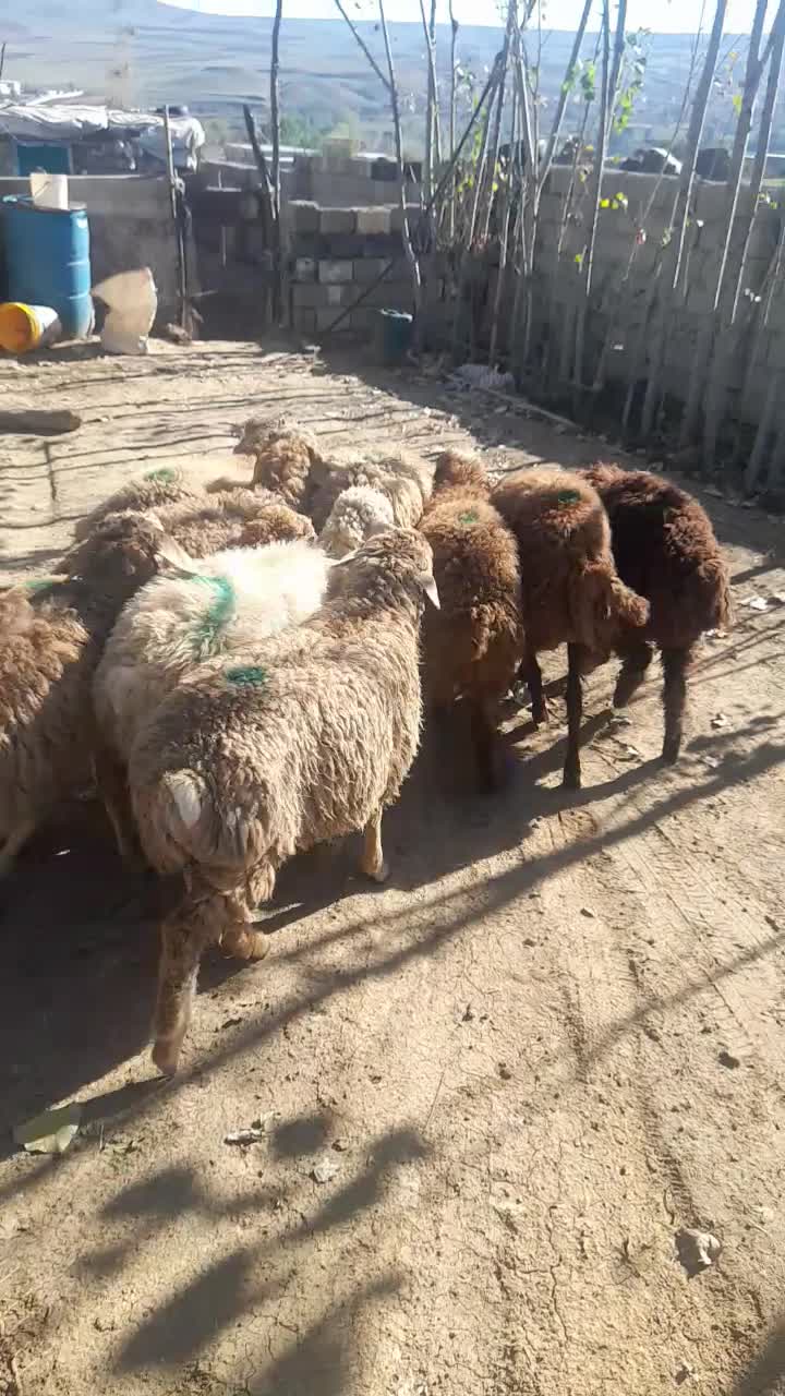 سلام ۱۲عددبره ۲ماده ۱۰عددنرقیمت جفتی ۲۲میلیون|حیوانات مزرعه|انگوت, |دیوار