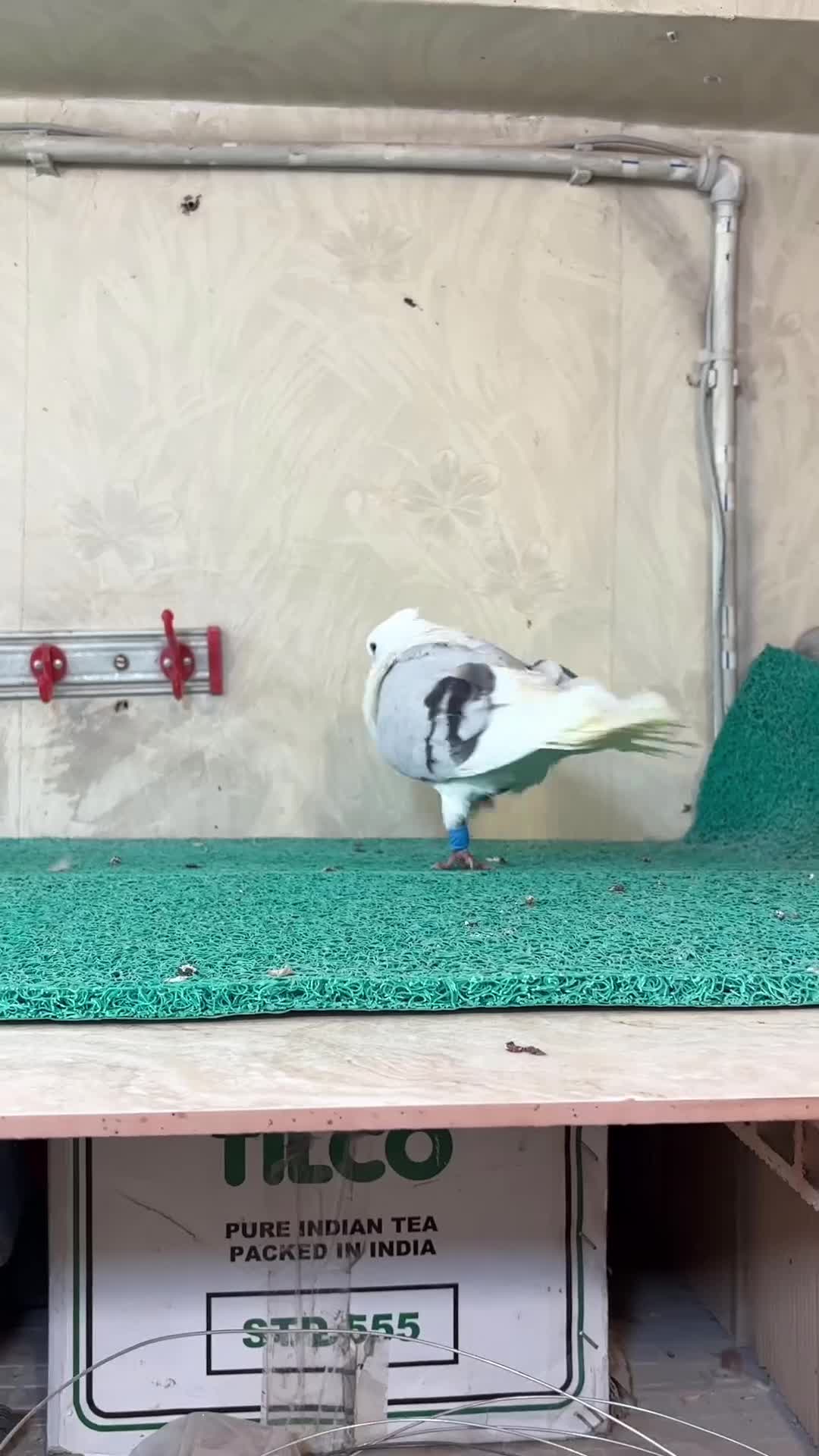 کفتر بهبونی هوایی|پرنده|مرودشت, بیست متری بیمارستان|دیوار