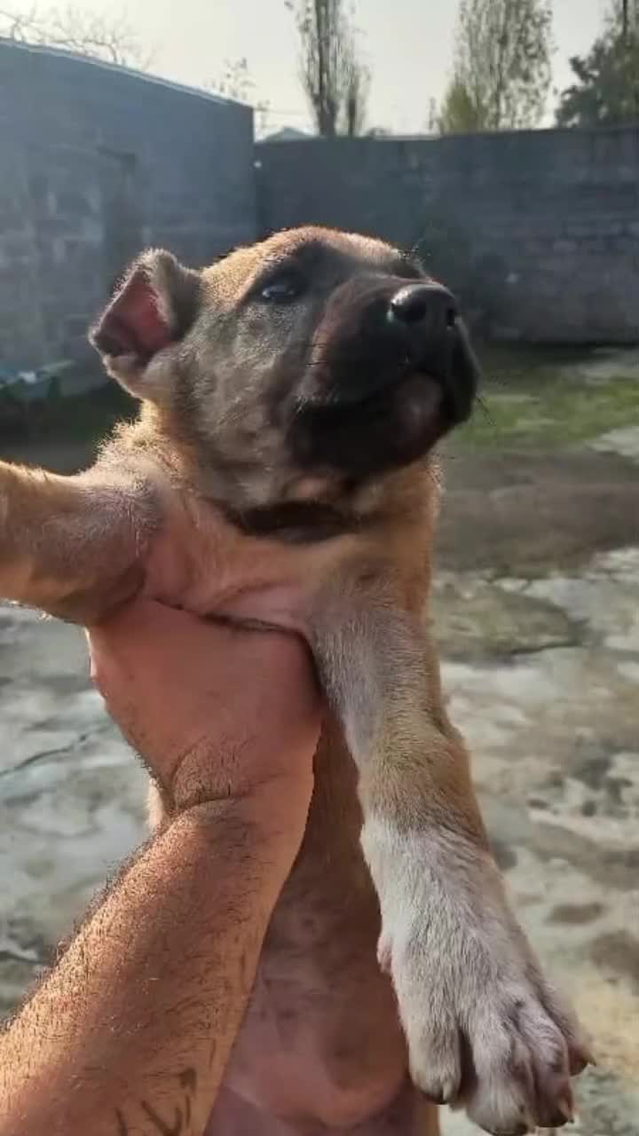 سرابی ماده|سگ|رشت, شهرک صبا|دیوار