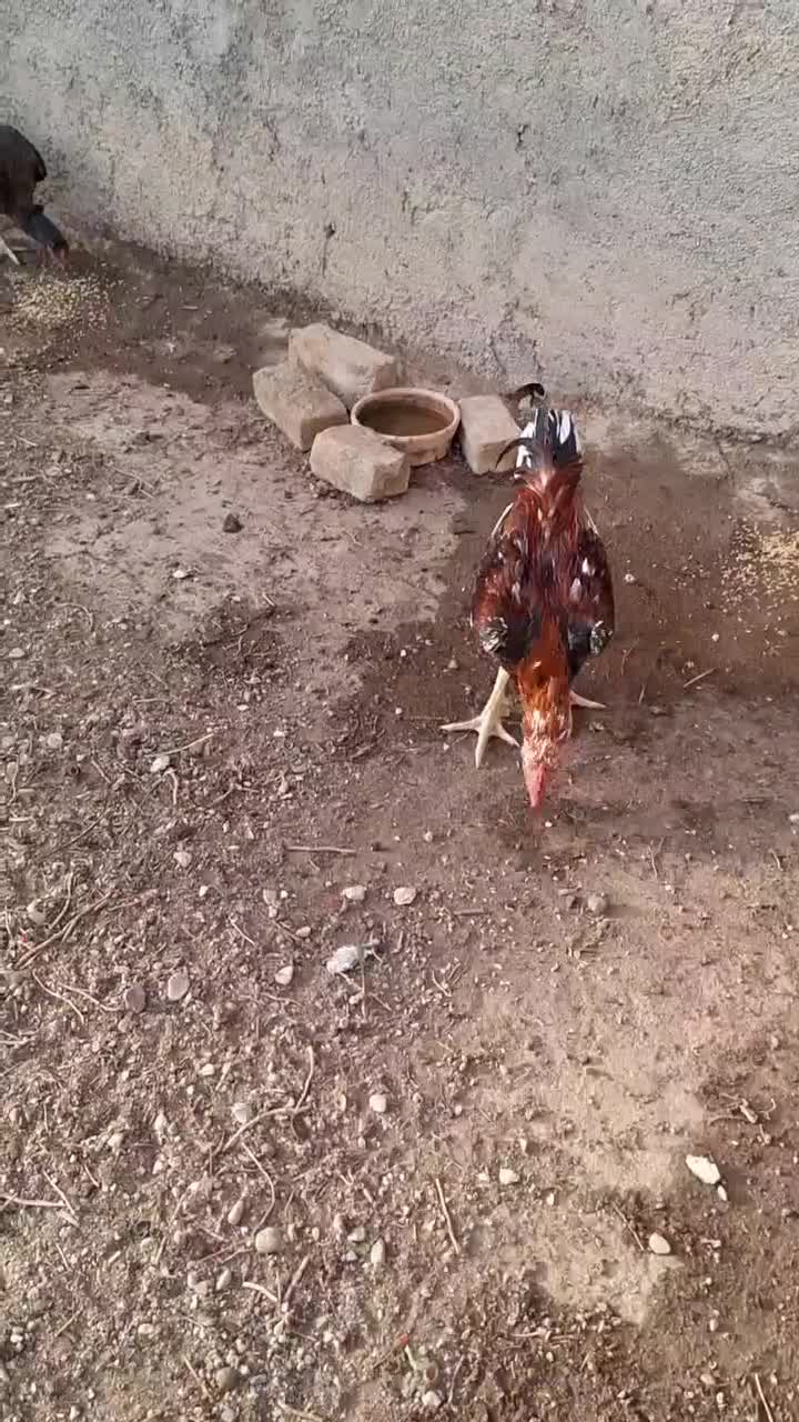 لاری و غاز|حیوانات مزرعه|ساوه, |دیوار