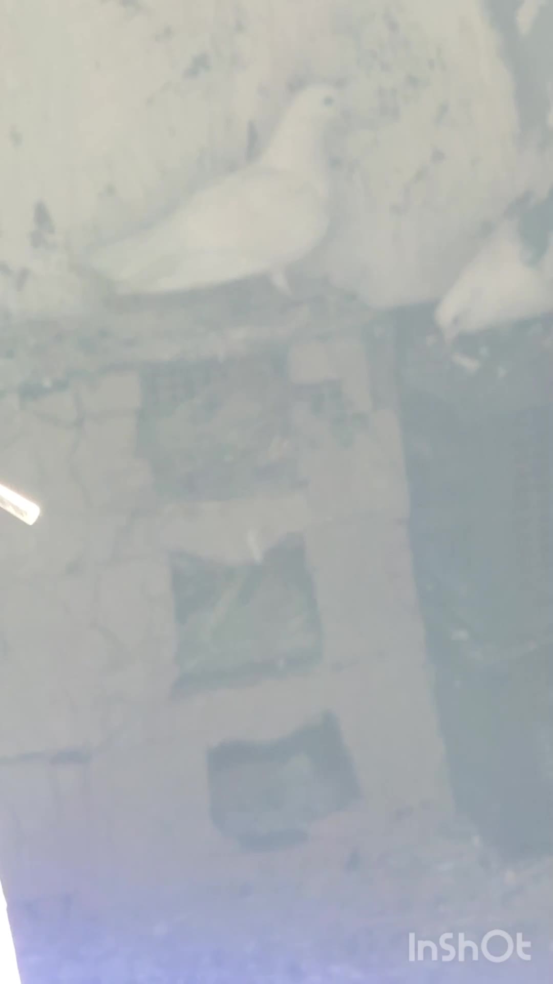 کبوتر|پرنده|ملکشاهی, |دیوار