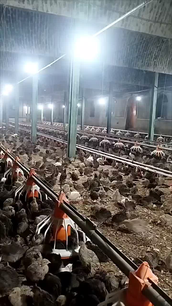 بلدرچین گوشتی|حیوانات مزرعه|سیلاخور, |دیوار