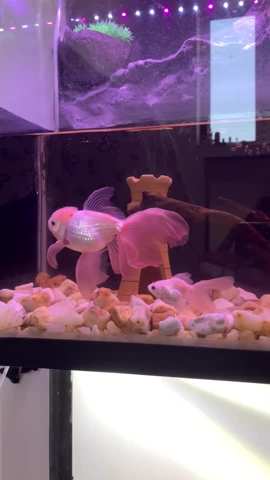 ماهی گلدفیش،گوپی،پلاتی،لجن خوار|ماهی|مرند, |دیوار