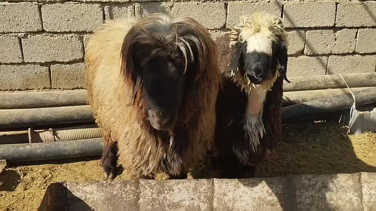 بره نر/قوچ/کوهه قوچ فروشی|حیوانات مزرعه|شیراز, بید زرد|دیوار