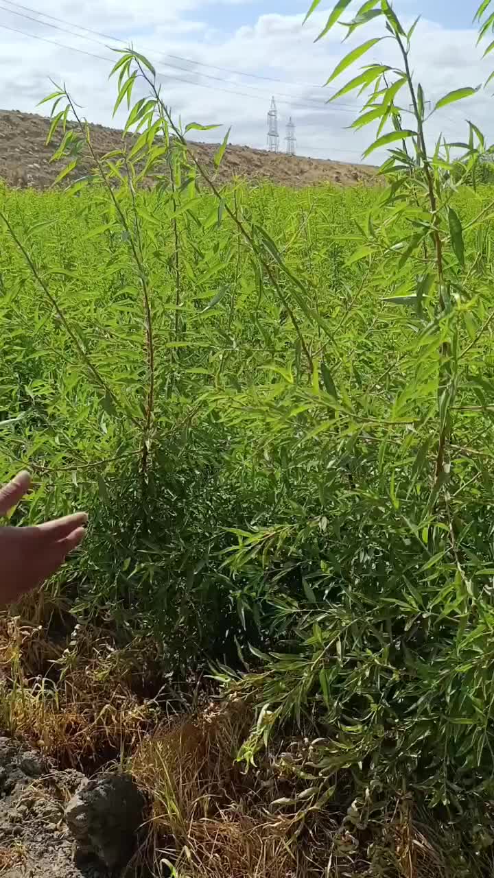 مرغوب ترین نهال های پیوندی بادام های کم آب لوکس|خدمات باغبانی و درختکاری|سنندج, |دیوار