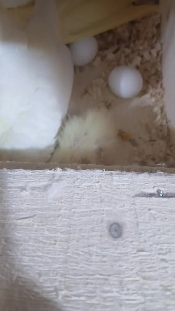 عروس با تخم|پرنده|بندرعباس, |دیوار