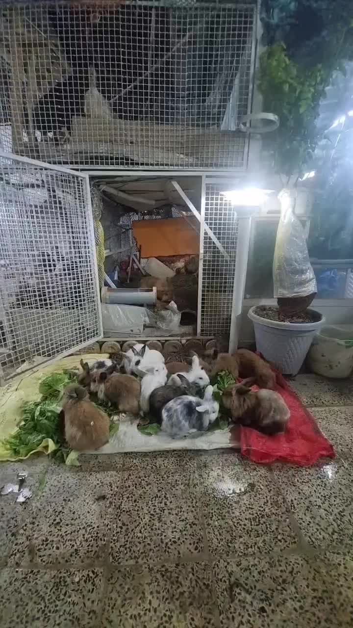 خرگوش لوپ|موش و خرگوش|قروه, |دیوار