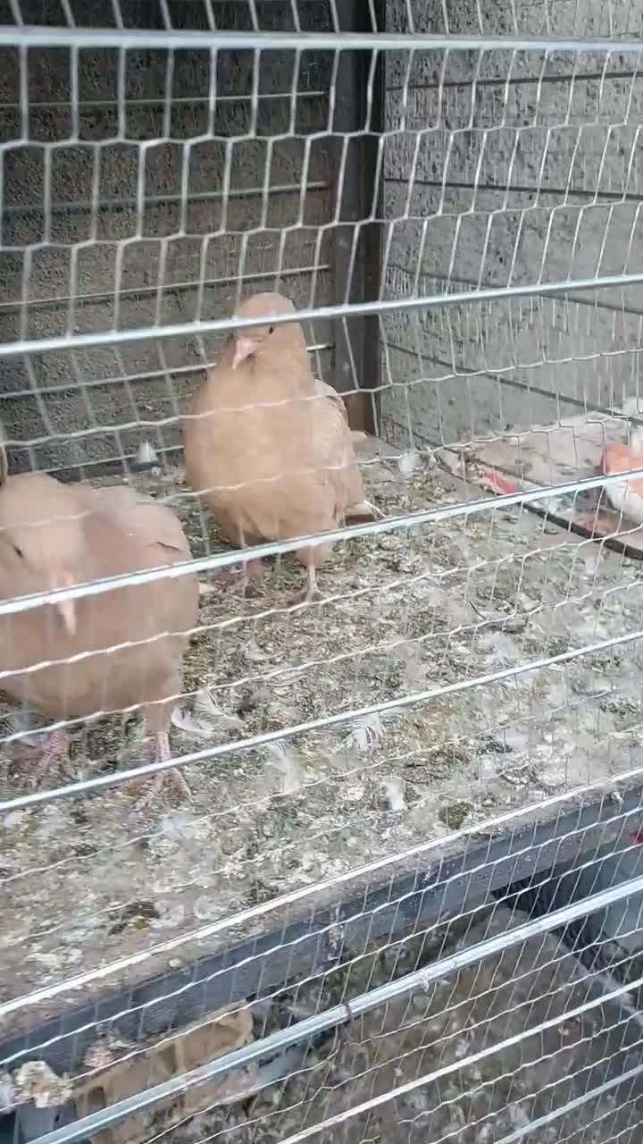 جوجه کبوتر رنگه|پرنده|مشهد, ویلاشهر|دیوار