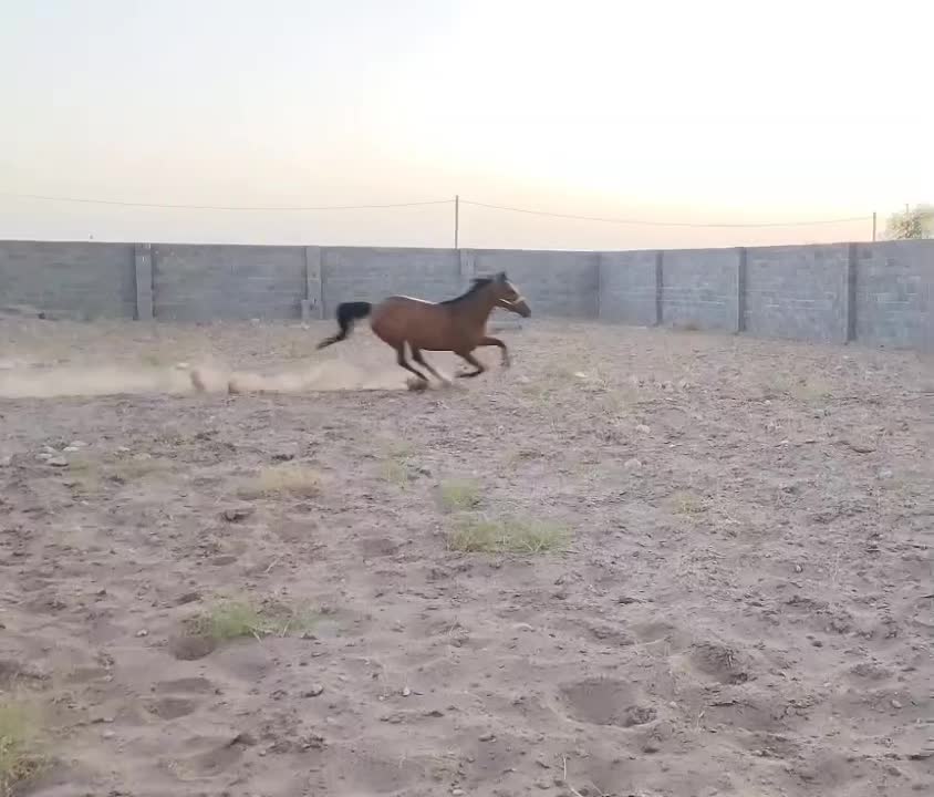 اسب مادیان اصیل خالص درشوری|اسب و تجهیزات اسب‌سواری|بم, |دیوار