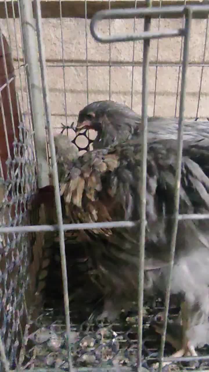 مرغ و خروس برهما بلک و بلو|حیوانات مزرعه|تهران, مینای جنوبی|دیوار